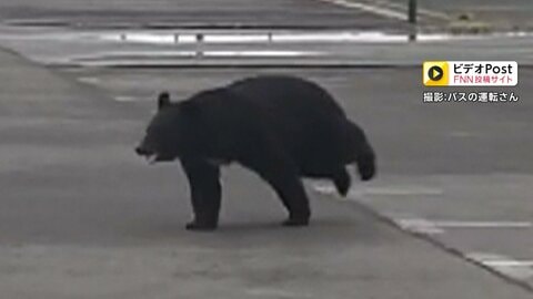 クマが“野球場”に出没「練習は危険」子どもたちはバス内で待機し危機回避　高速道路や防波堤でも　ゴールデンウィークも各地で警戒続く　秋田