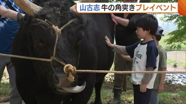 ＧＷ 山古志で“牛の角突き”！闘牛の迫力に「ドキドキ」 中越地震 