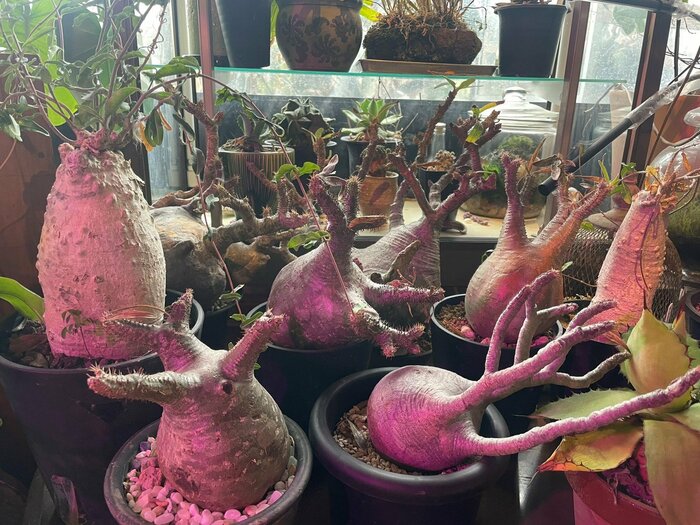 レアだというマダガスカル系の植物