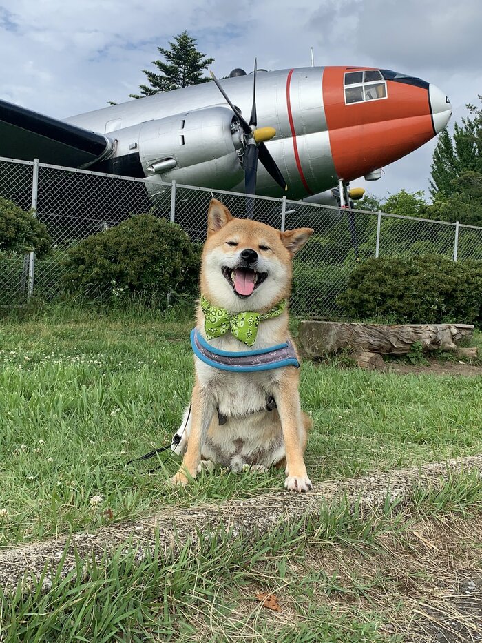 散歩中の銀次くん