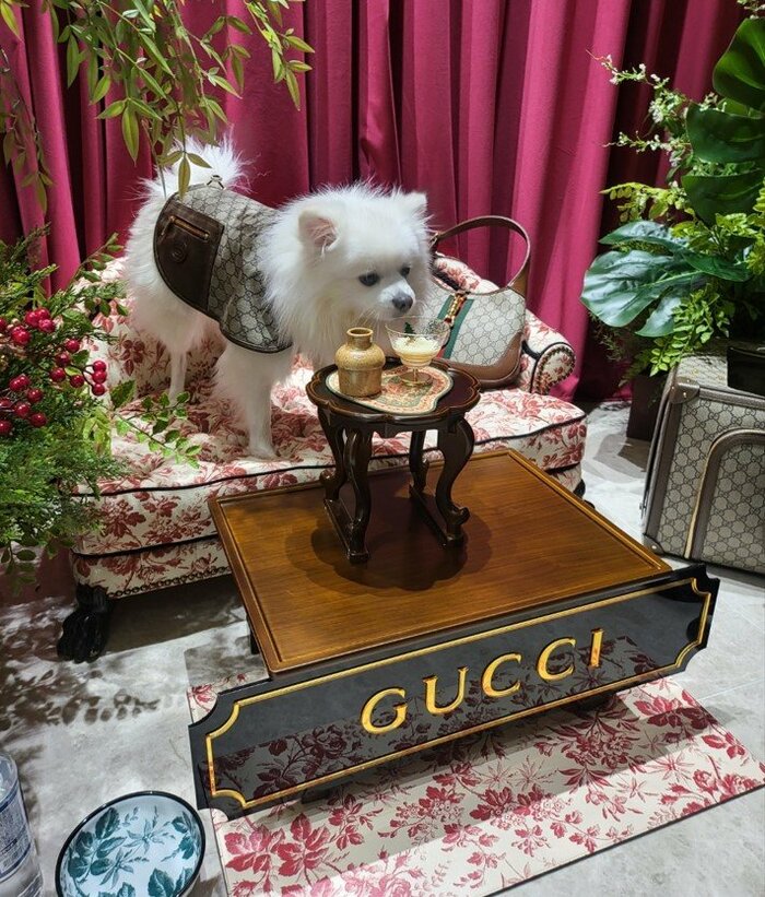 犬種や体質などを踏まえオーダーメードのメニューを構成