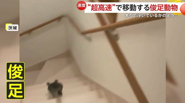 階段を降りるときも超速いおはぎくん(映像提供:@ohagitopapa)