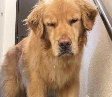 眠くてしょぼしょぼの顔