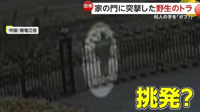トラに向けて挑発するようなしぐさを見せる男性(中国SNSより)