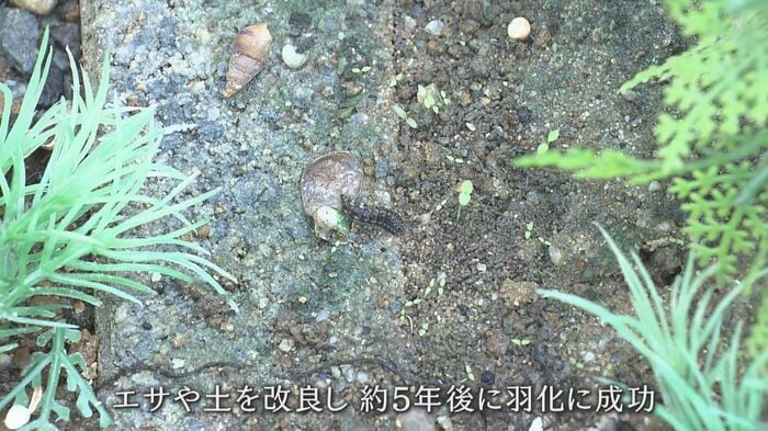 ホタルの飼育