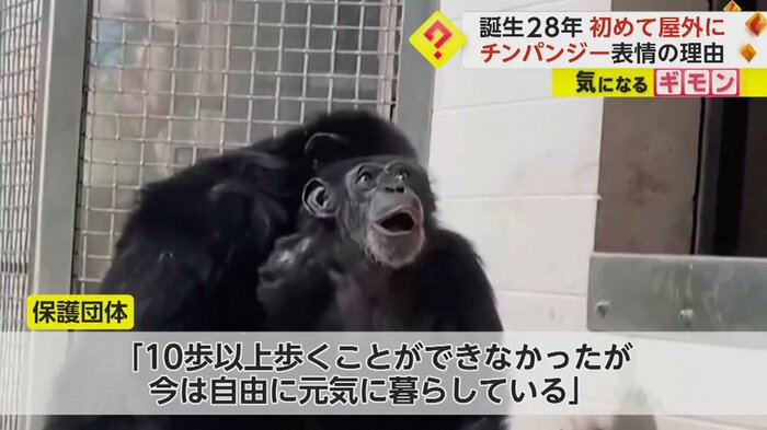 (Save the Chimps)