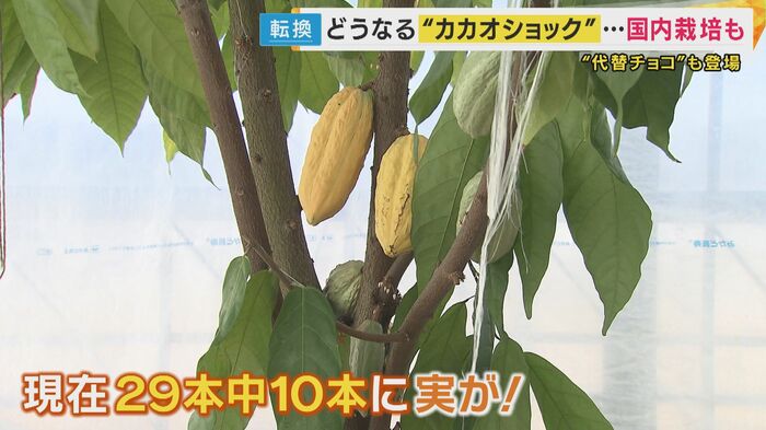 ビニールハウスの中にカカオの実