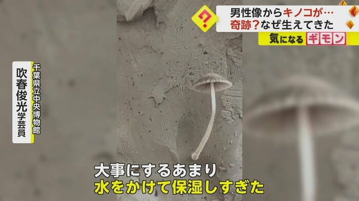 (ピエロ大好き人間さん)