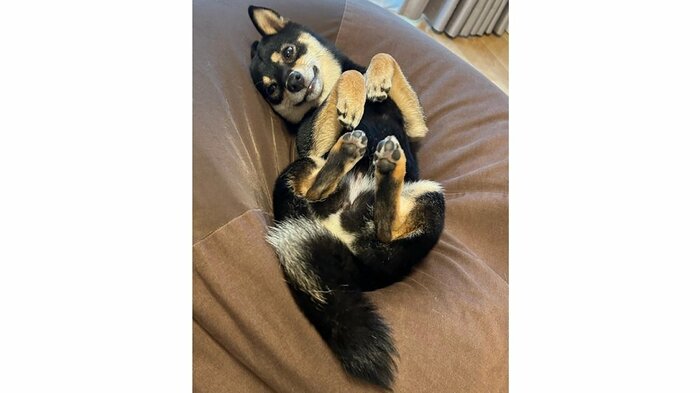 ソファの上でとろけながら「なでてもいいよ」