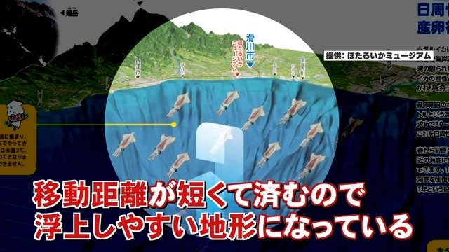 移動距離が短く産卵で浮上しやすい