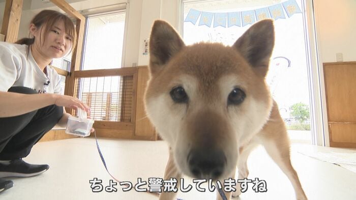 引き取り第1号となった「めんたい君」