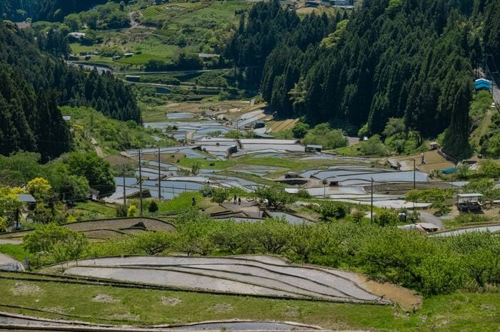 愛知県　四谷の千枚田（2023年5月撮影）