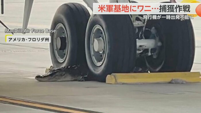 車輪の間に入ったワニ