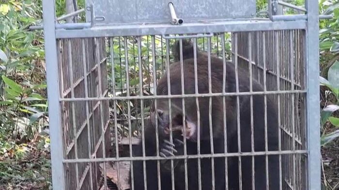 捕らえたのは約150kgのオス(提供:北海道猟友会支部)