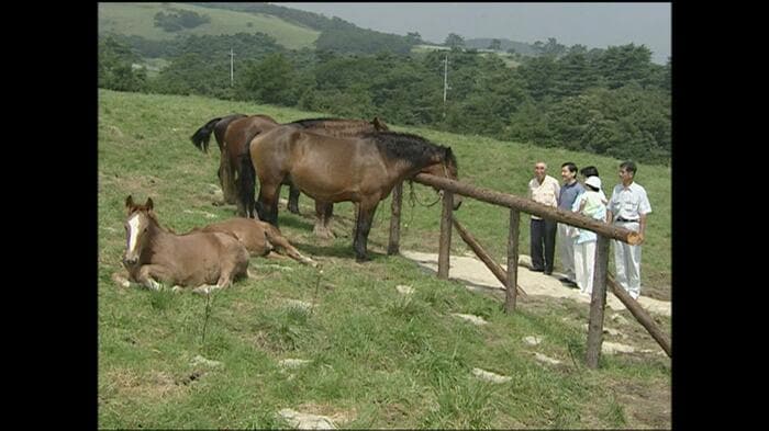 2003年8月 牧場で農耕馬「那須駒」を見られる愛子さま(栃木・那須町)