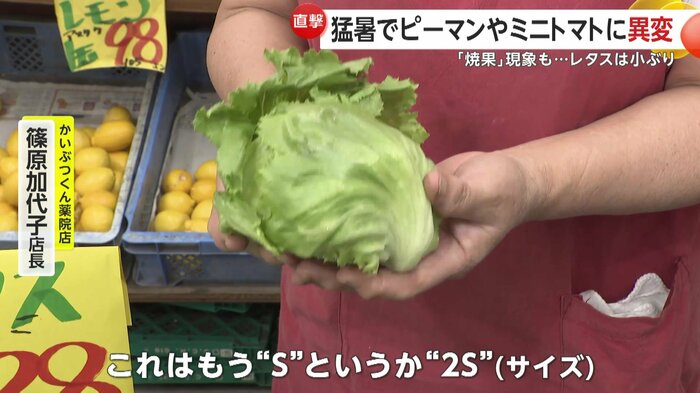 店頭に並ぶレタスはかなり小ぶり