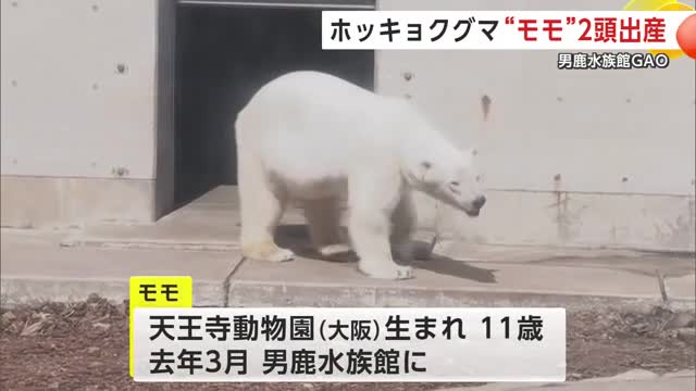 男鹿水族館GAOにやってきた頃のモモ（2024年）