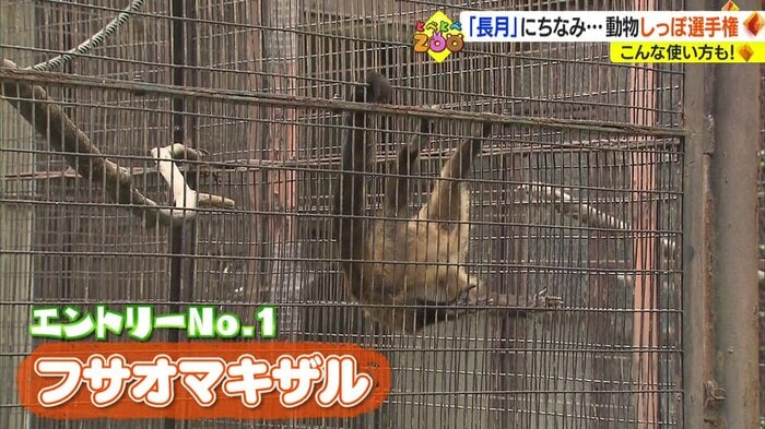 エントリーNo.1 フサオマキザル