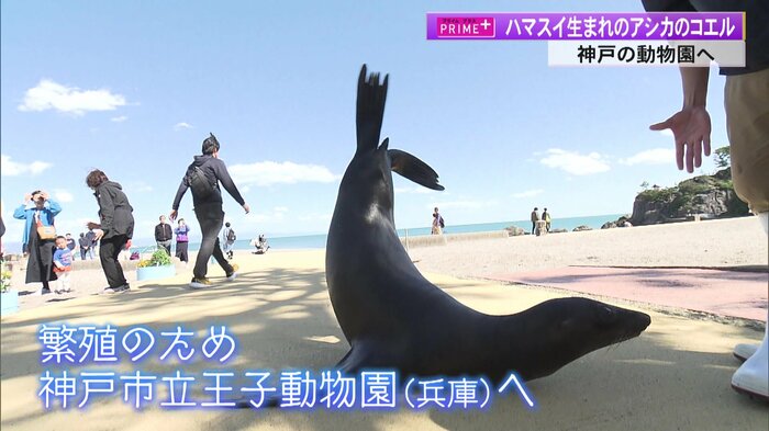 水族館の外で散歩をするコエル