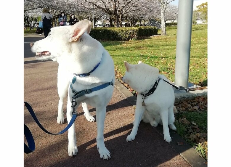 「あの白いワンちゃんかわいい！」に同時に振り向いちゃう2匹の犬がかわいい｜FNNプライムオンライン