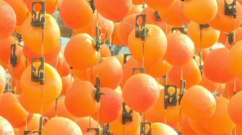特産の「市田柿」作りが進む　作業後は「柿のれん」に　今年は大玉傾向で糖度も高い｜FNNプライムオンライン