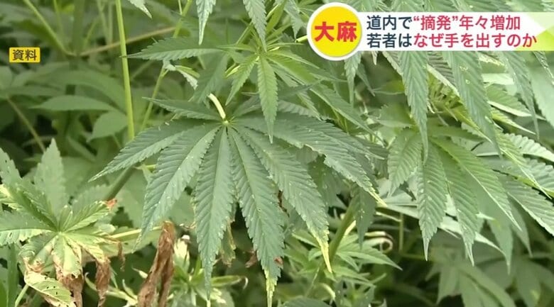【大麻汚染】「薬物で人生が」若者の間でまん延する“大麻” 取り締まり検挙数が過去最多に 経験者が語る“依存症の17年間” 成長期の体に与える影響は深刻｜FNNプライムオンライン