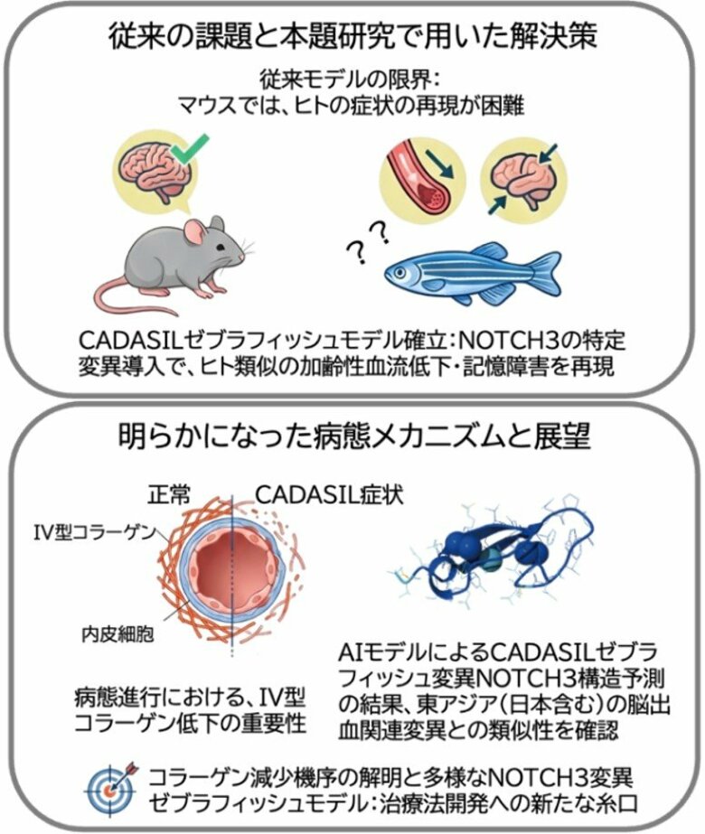 小さな魚「ゼブラフィッシュ」が難病解明の鍵に！　～若年性認知症「カダシル」の再現に成功～