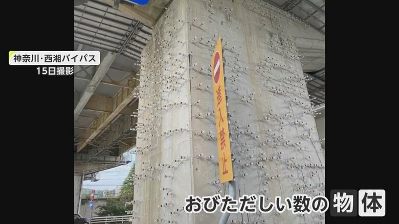 【謎】コンクリート柱に刺さった無数の注射器　怪しげでも…実は重要な工法だった　神奈川・西湘バイパス　｜FNNプライムオンライン
