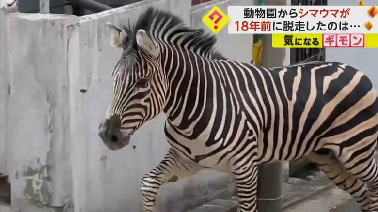 【動物園脱走】シマウマが街を疾走　麻酔銃で撃たれ捕獲　18年前には同園で「ゾウ6頭」脱走…建物破壊にケガ人も　韓国｜FNNプライムオンライン