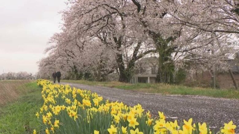 11日の富山県内は雲の多い空模様 桜の名所「塩の千本桜」では黄色いスイセンとのコラボ眺める人の姿｜FNNプライムオンライン