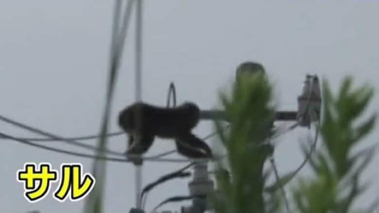 門を開けたらサル「大きな動物とぶつかった」　連日目撃の静岡市駿河区で2日もまたサルと住民が遭遇｜FNNプライムオンライン