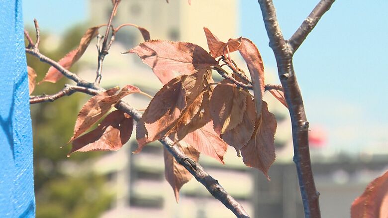 新潟市秋葉区で38．1℃…“危険な暑さ”に人も植物もぐったり「早く雨降って」 県内14日連続で熱中症警戒アラート｜FNNプライムオンライン