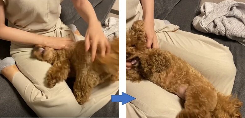 長いお留守番に文句を言っているチャイちゃん