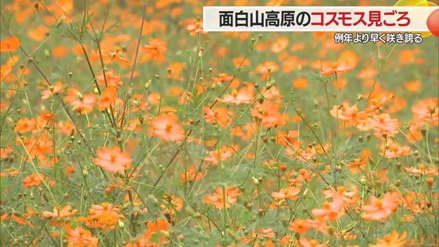 面白山高原コスモスベルグに“秋の訪れ”