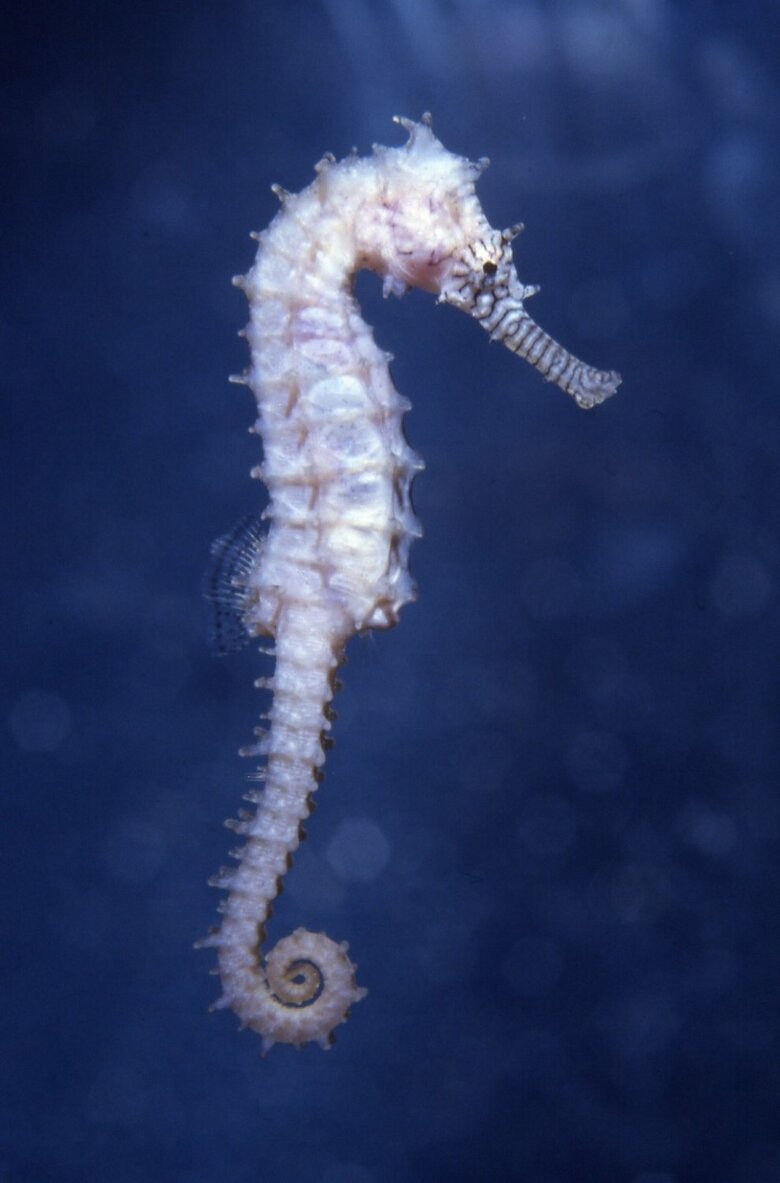 イバラタツ（提供：サンシャイン水族館）