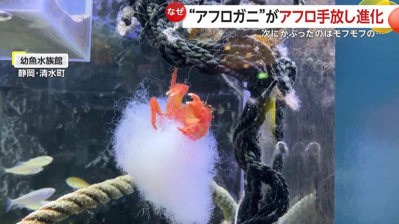新しいアフロ姿で動き回る様子（映像提供：幼魚水族館）