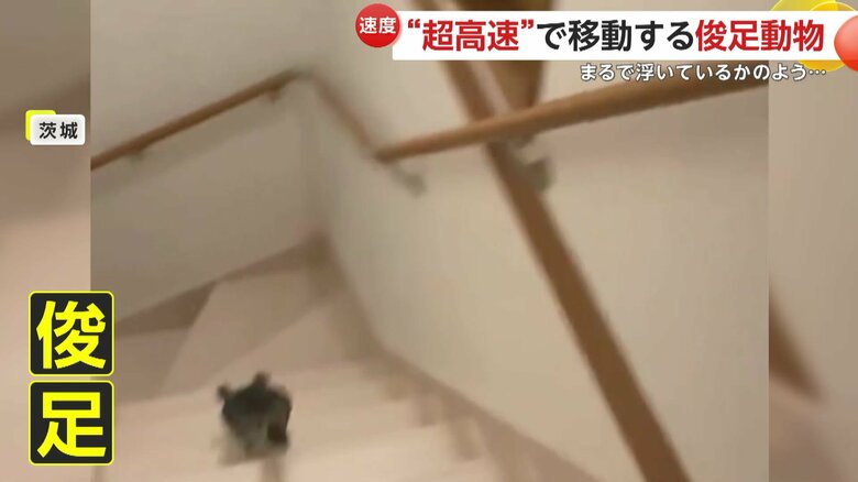 階段を降りるときも超速いおはぎくん（映像提供：@ohagitopapa）
