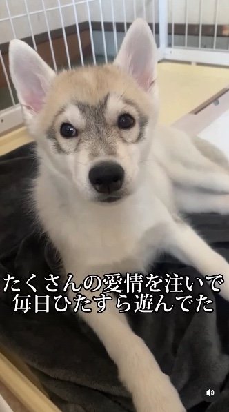 提供：ハスキーいちみちゃんと田舎暮らしさん