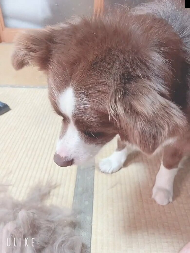 テールちゃんの見つめる先には…