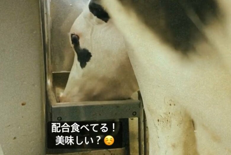 乳牛たちは、おいしいごはんが食べられる