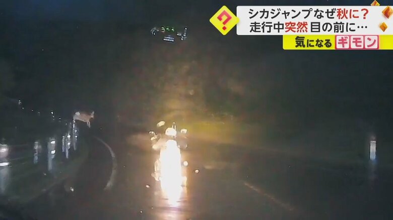 シカがガードレールを跳び越え、バイクの前を走り抜ける瞬間③