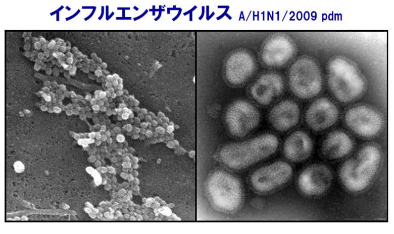 2009年の新型インフルエンザウイルス　提供:国立感染症研究所