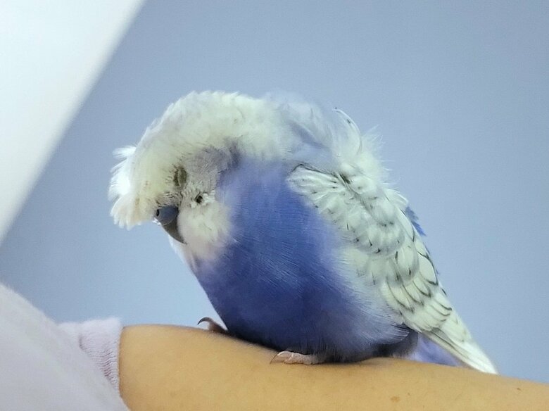 おやすみなさい