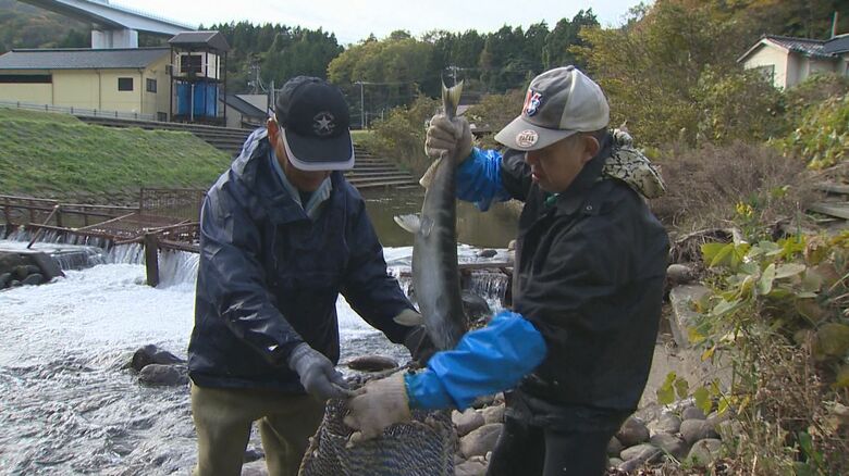 サケの数が減少…