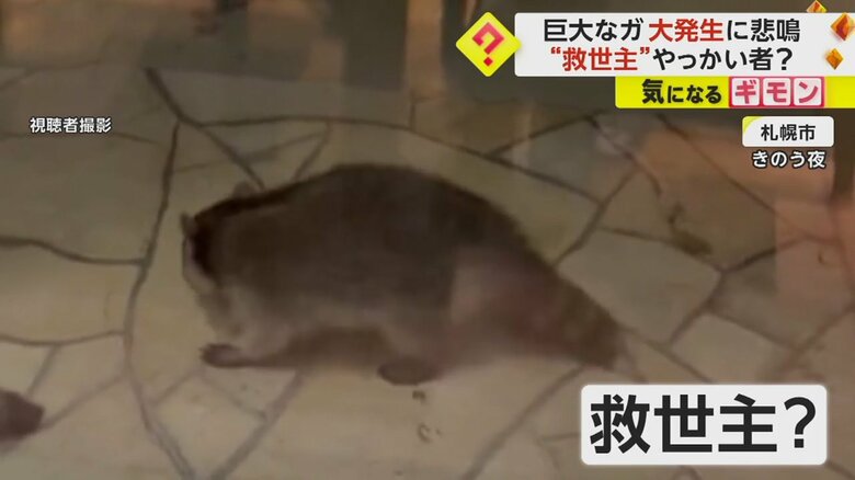 しまの尻尾がトレードマークの「アライグマ」が救世主に
