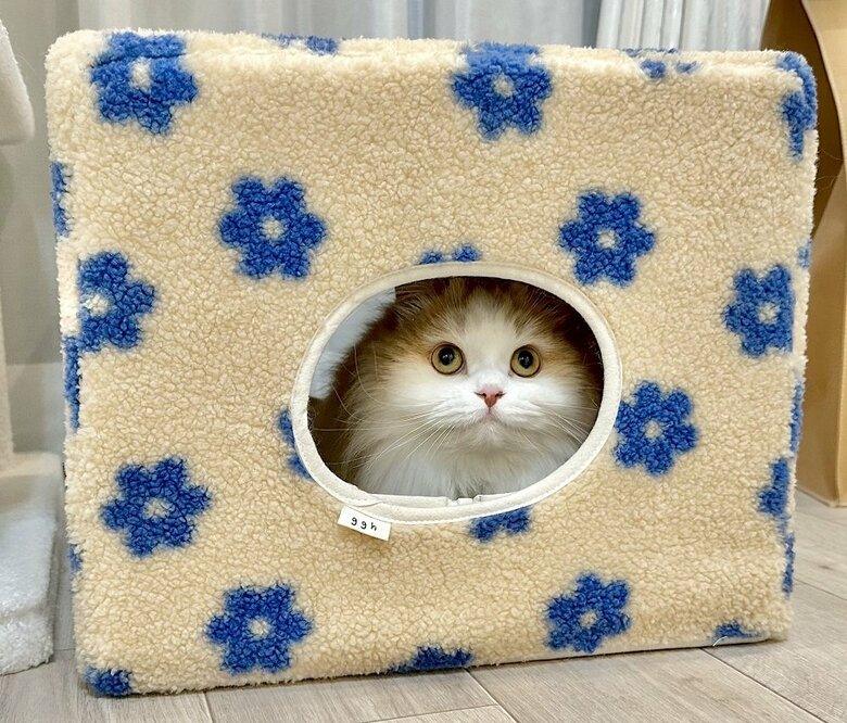 新しい家に入って外を眺めている