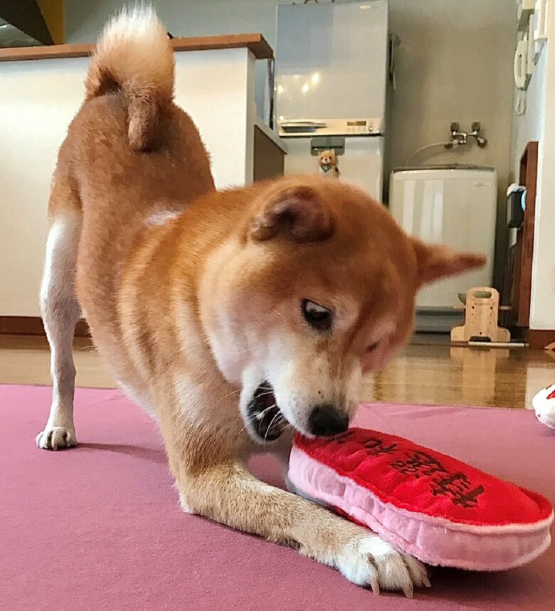 おもちゃで遊ぶあんずちゃん