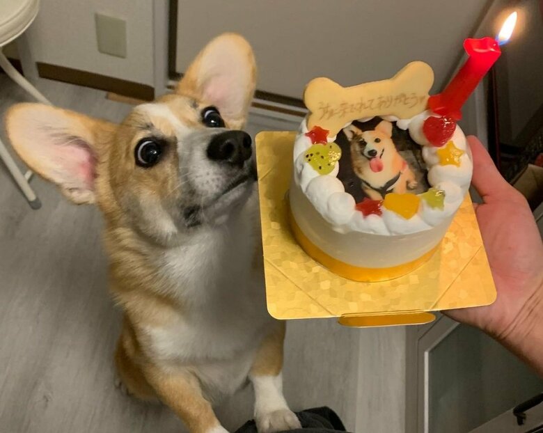 ケーキを前にワクワク顔の銀太くん