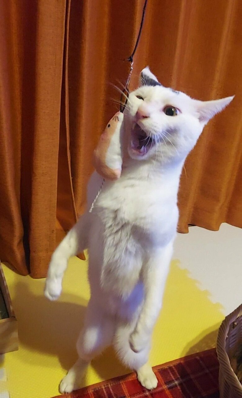 どんくさいところもある　顔にペチンと猫じゃらしが…