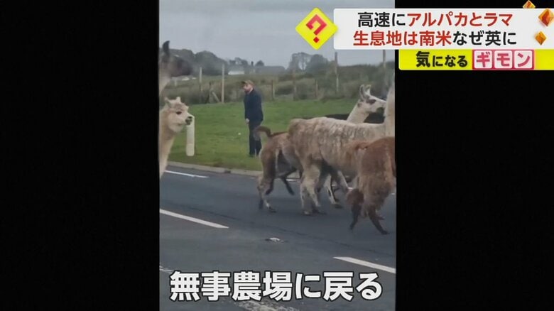 アルパカとラマは、居合わせたドライバーや地元住民によって、農場に戻された